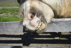 Sun Rise Golden Baby - Sun Rise Golden Baby , Goldie loves kisses. He was sticking is head through the fence so the grandkiss could kiss him.