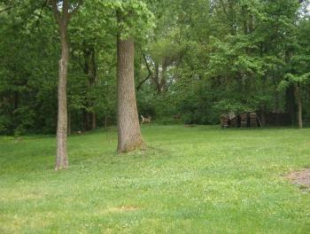 nature - One of these days, mother nature will be bringing the tree on the right down. It&#039;s slowly uprooting.