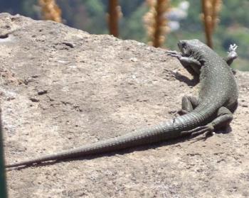 Lizard tanning - A lizard tanning in the sun
