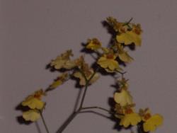 Yellow Orchid - Yellow Orchid