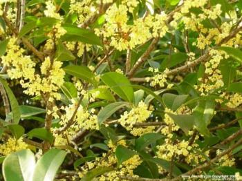 gui hua - fragrant tiny flower,sweet