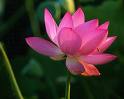 lotus - lotus flower