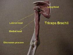 triceps brachii - triceps brachii