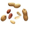 peanuts  - peanuts