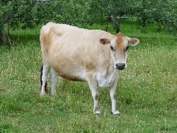 Indian cow.. - Cow.. The best animal.. I love it a lot..