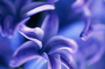 hyacinth - amazing smell...