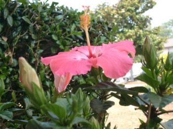 Flower - Flower outside my house.