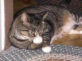 Evil Kitty - a calico flipping the bird at a camera Evil Kitty - a calico flipping the bird at a camera