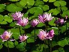 Waterlily - This is my favorite water plant.