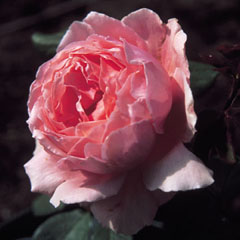 Rose 'Brother Cadfael' - 'Brother Cadfael' is an English rose, bred by David Austin, it's flowers are looking a bit like peonies. Rose 'Brother Cadfael' - 'Brother Cadfael' is an English rose, bred by David Austin, it's flowers are looking a bit like peonies.