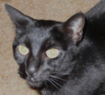 Lenore - Lenore, my beautiful black cat.