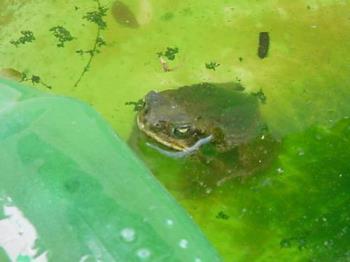 bull frog - bull frog- I hate them