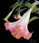 Brugmansia - Pretty pink Brug