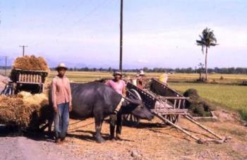 Farming - Carabaos bringing harvests from the fields using cart.