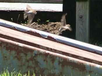birds taking off - this isnt one of my best pics by any means but I love the way the camera caught their wings in motion..my old camera, they would have just been a blur LOL