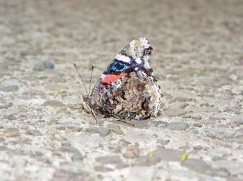 same butterfly - we were hangin out together LOL actually I was chasing it around my yard trying to get pics LOL