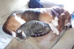 Friendly animals - Cats and dogs as friends