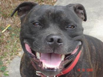 This is a close up photo of Marli - This is a close up photo of Marli our staffy