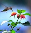humming bird - humming bird
