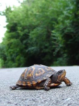Box Turtle - A box turtle