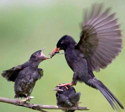 A mama bird is feeding - The mama bird when feeds her kids, is the prettiest scene.