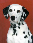 Dalmatian - The firehouse dog