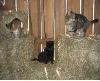 Cats - Some cats are just wild by nature and nurture - just like these barn cats. They make excellent mousers but lousy house pets.