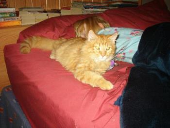 Tigger at around 6mo. of age - Tigger, aka WhiteTigress&#039;s wild cat Tiger, resting for another bout of hard playing. 