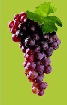 Grapes - A bunch of delicious grapes.