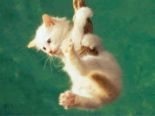 kitty hanging - kitty hanging