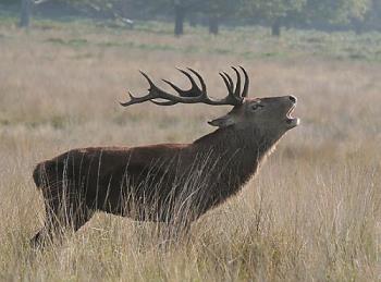 Deer - A deer in the open.