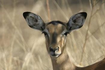 Deer - A deer seemingly posing for a pix.