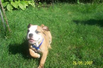 action shot :D - my english bulldog in action... 