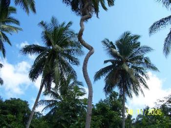 Unusual Coconut Tree - Another photo of the spiralling coconut tree in Palawan.