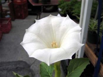 Moon flowers/Angel trumpets. - Some flowers that I gave Marcie. I gave her the seeds to grow the flowers.