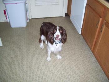 Dixie dog - Dixie, the cute and sweet springer spaniel!