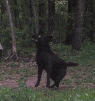 This is "Little Bit"! - This is a photo of my 5 yr. old&#039;s black lab....he was the runt....his name is Little Bit....seems funny now but when we got him a little over a year ago...he would fitt in the palm of my husband&#039;s hand.