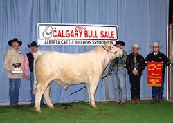 Charolais cattle is the best - These cattle are the #1 Beef Cattle in the world with their perfomance and carcass. Support the Charolais!!