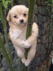 Blonde Pole Dancer - A blonde colored puppy hanging on a pole. Funny picture.