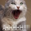 AAAAAAAAAH! - funny cat