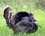 turkey - turkey image