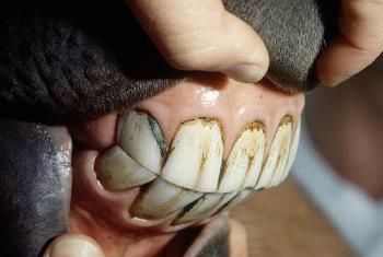 Horse teeth - horse teeth