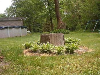 Hostas growing in almost full sun - I planted these hostas several years ago when there was a beautiful white ash growing there. Last summer it got struck by lightning and split the tree down to the ground so had to cut it down. Now they are growing in almost full sun and doing great. They can&#039;t be planted in full sun thou cause they are shade-loving plants. 