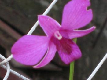 orchids flower - a secret beauty hidden,orchids flower