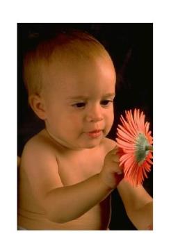 Baby and flower - All babies are cute