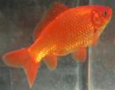 goldfish - single goldfish