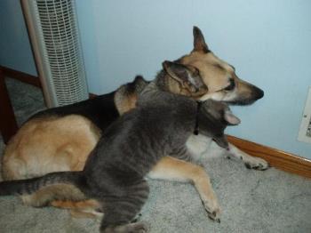 My cat is giving my dog a big hug - My cat and my dog a big hug