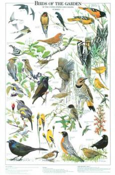 Bird poster - birds