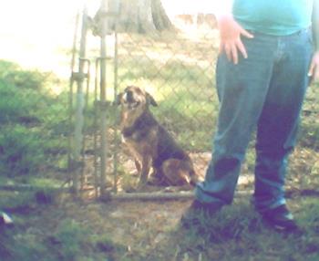 Jake - This is Jake sitting down and posing after he got a pet from my son Stuart. He loves the attention and every time we are outside for something and get close to the fence we give him a hug and lots of petting. :)