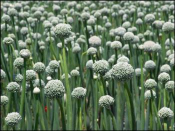 red onions - a field of red onions